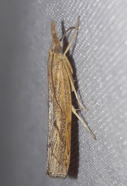 Pediasia contaminella - mocskos fűgyökérmoly