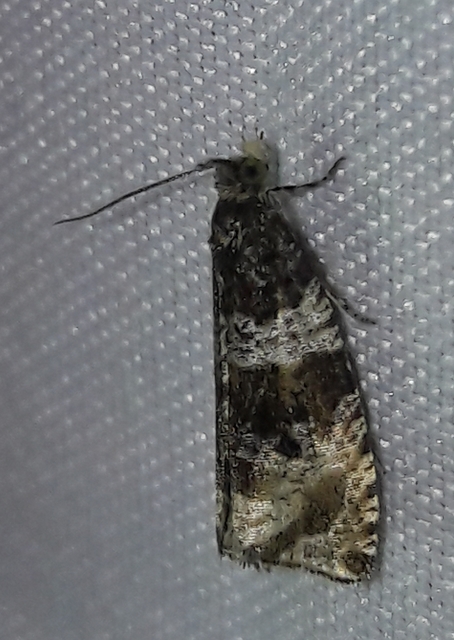 Celypha