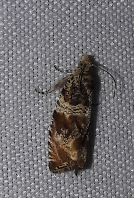 Celypha flavipalpana - öthorgú tükrösmoly