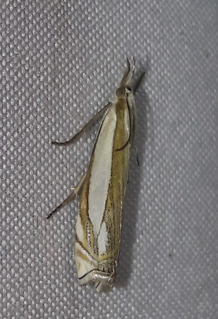 Crambus pascuella - lápréti fűgyökérmoly