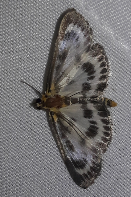 Anania hortulata - tarka csalánmoly