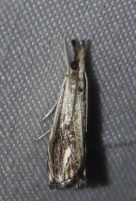 Catoptria verellus - kormos fűgyökérmoly