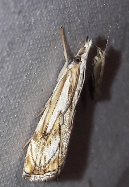 Catoptria falsella - hálós fűgyökérmoly