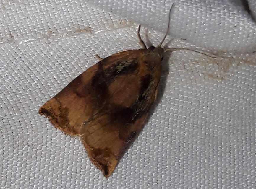 Archips podana - dudvarágó sodrómoly