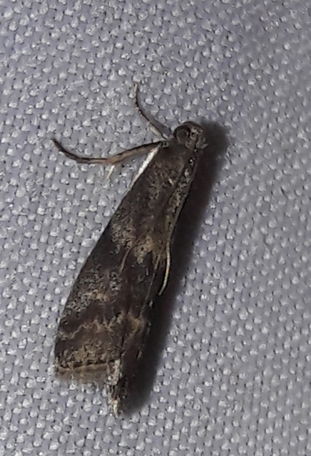 Glyptoteles leucacrinella - turjáni karcsúmoly