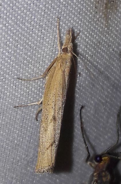 Pediasia contaminella - mocskos fűgyökérmoly