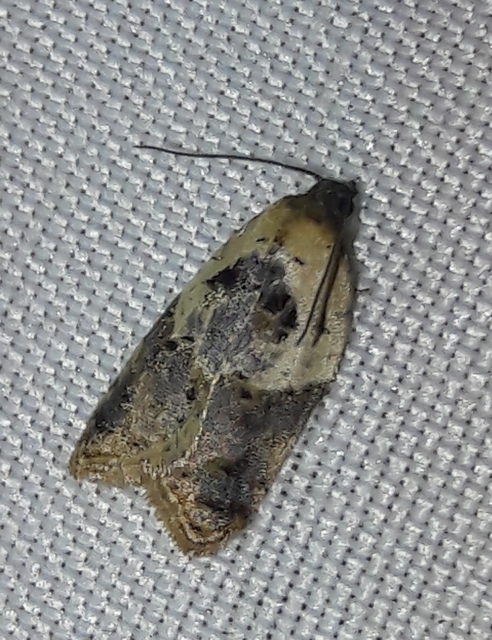 Acleris variegana - tarka levélmoly