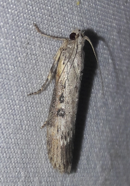 Lamoria anella - törmelékmoly