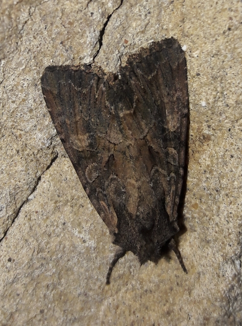 Lacanobia amurensis - homoki kertibagoly