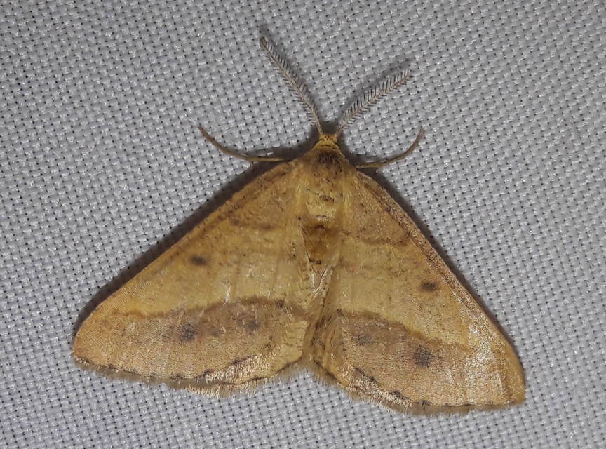 Tephrina arenacearia - lucerna-araszoló