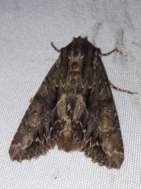 Apamea monoglypha - nagy dudvabagoly
