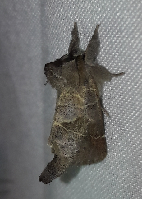 Clostera pigra - apró levélszövő