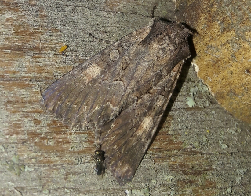 Lacanobia amurensis - homoki kertibagoly