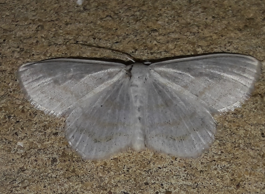 Scopula caricaria - mocsári fehéraraszoló