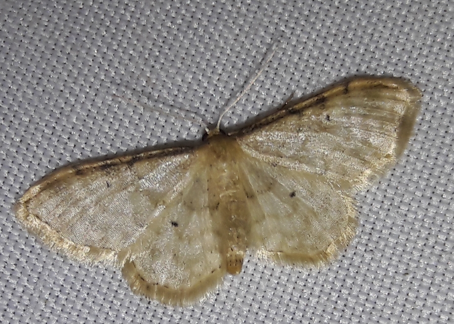 Idaea fuscovenosa - szürkeszélű apróaraszoló