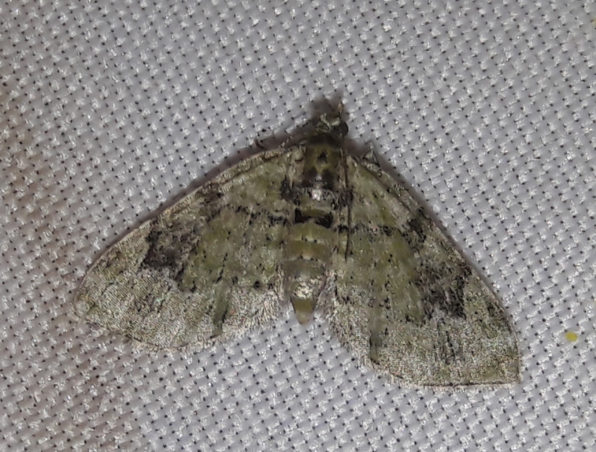 Chloroclystis v-ata - zöldes törpearaszoló