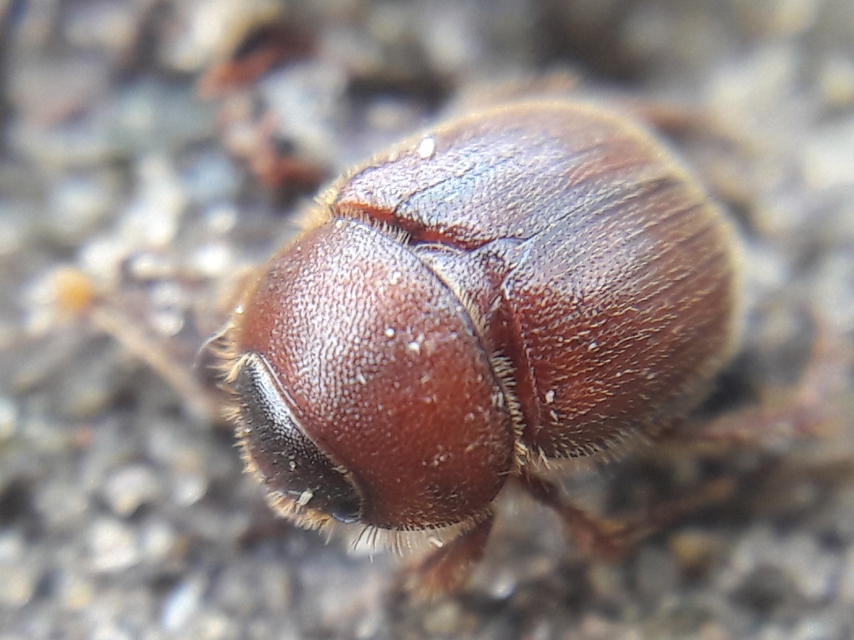 Ochodaeus chrysomeloides - alkonyati homoktúróbogár Ochodaeus chrysomeloides - alkonyati homoktúróbogár