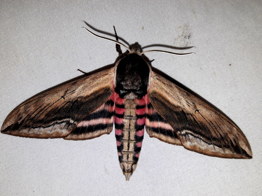 Sphinx ligustri - fagyalszender