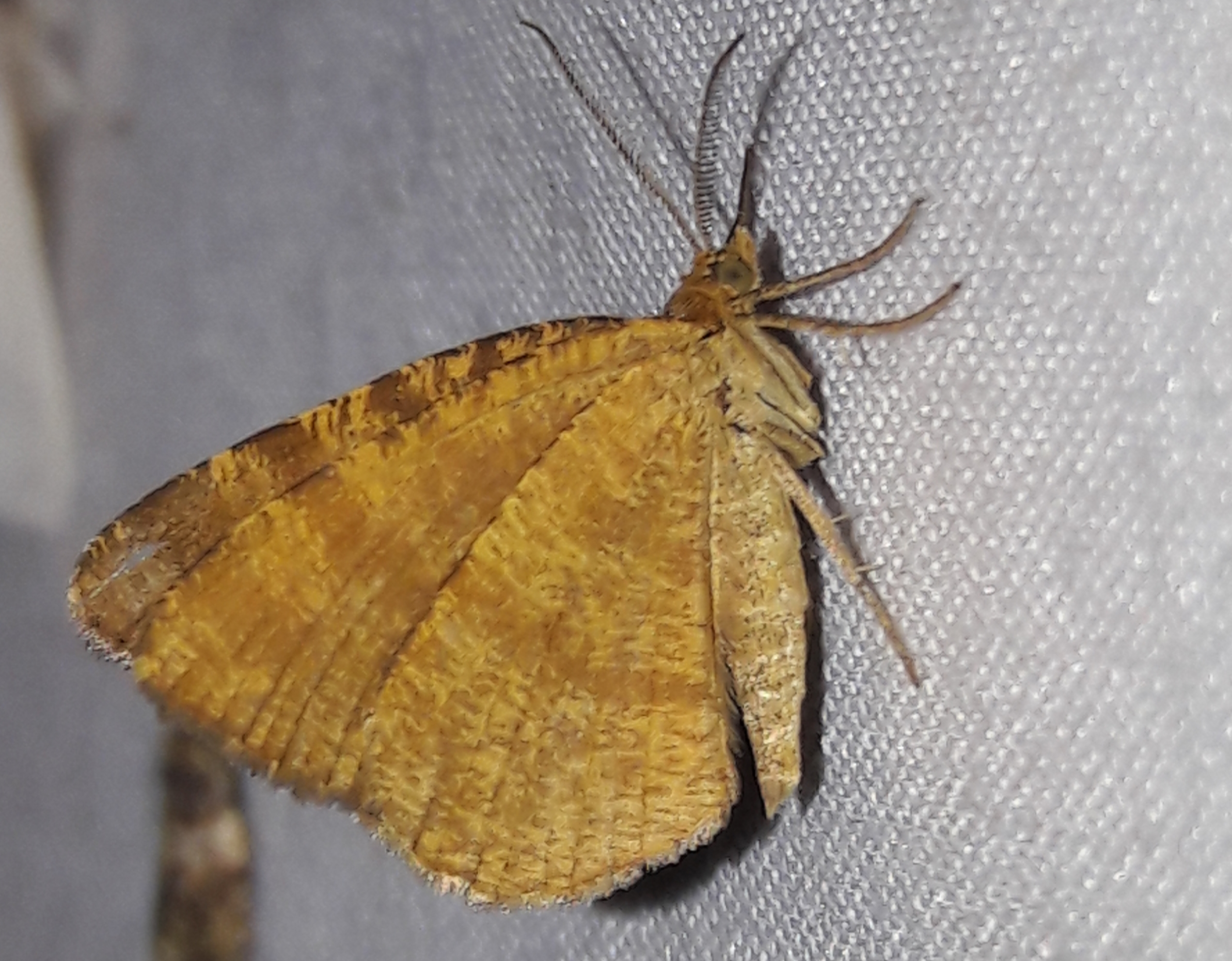 Macaria brunneata - okkermintás hegyiaraszoló