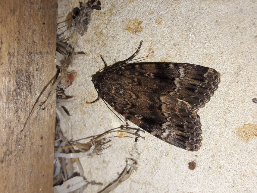 Amphipyra berbera svensoni - rezesszárnyú bagoly