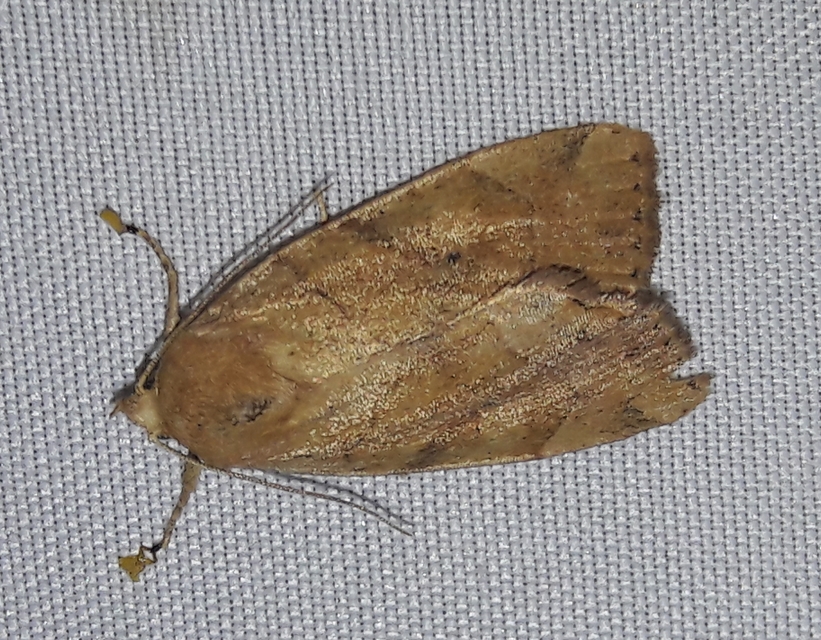 Cosmia trapezina - közönséges lombbagoly