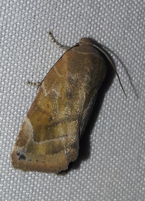 Cosmia affinis - barna lombbagoly
