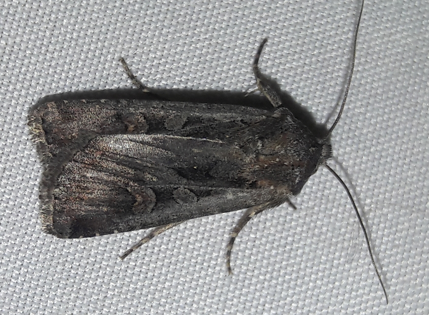 Euxoa