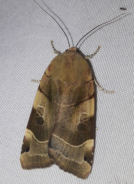Noctua fimbriata - szélessávú sárgafűbagoly