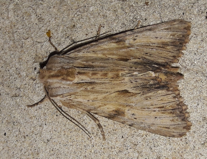 Apamea lithoxylaea - fakó dudvabagoly