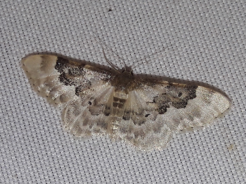 Idaea rusticata - tarka apróaraszoló