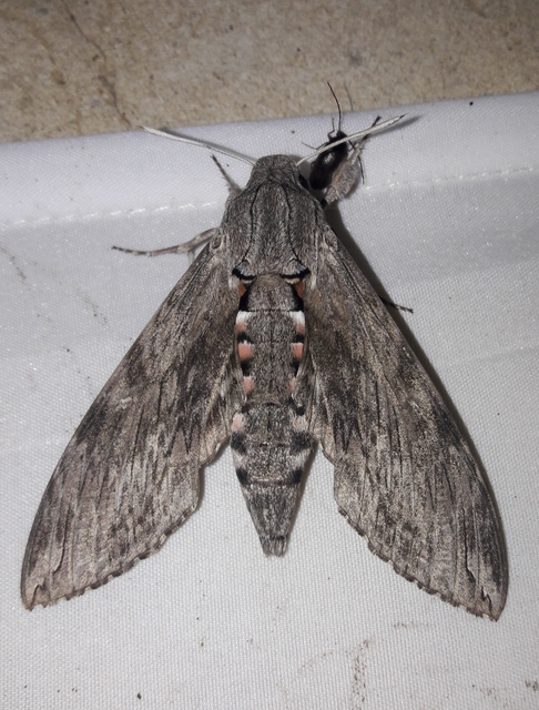 Agrius convolvuli - szulákszender