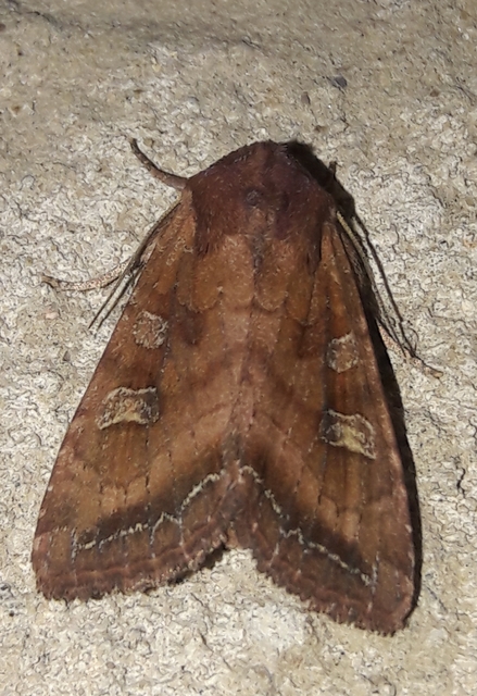 Lacanobia splendens - mocsári kertibagoly