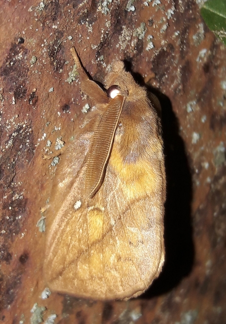 Euthrix potatoria - szomjas pohók