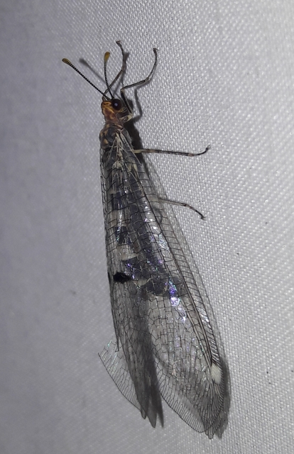 Megistopus flavicornis - kétfoltos hangyaleső