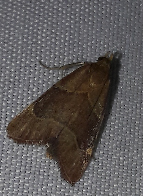Hypsopygia rubidalis - vörös fényilonca