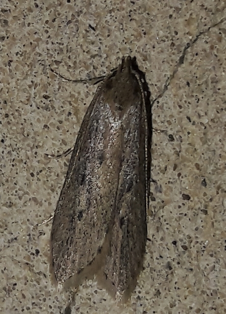 Atremaea lonchoptera - magyar nádmoly