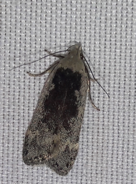 Anacampsis blattariella - nyírsodró sarlósmoly