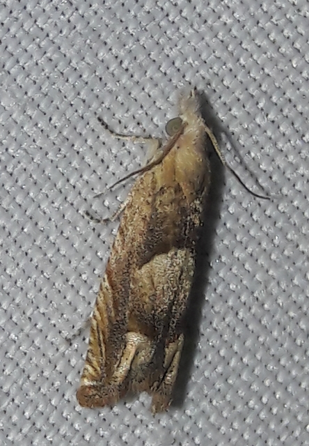 Eucosma conterminana - saláta-tükrösmoly