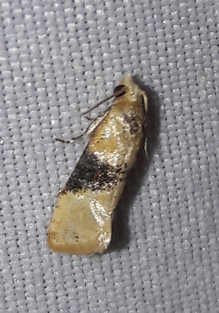 Eupoecilia ambiguella - nyerges szőlőmoly