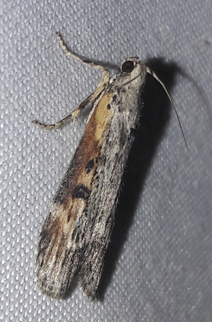 Lamoria anella - törmelékmoly