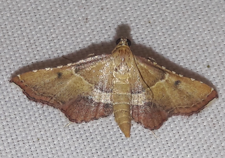 Endotricha flammealis - tüzesszárnyú fényilonca