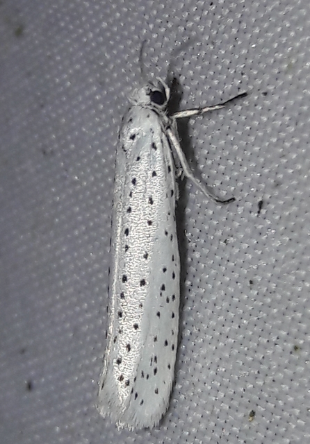 Yponomeuta evonymella - pókhálós májusfamoly