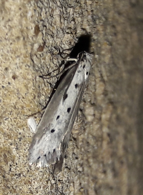 Ethmia terminella - hatpettyes feketemoly