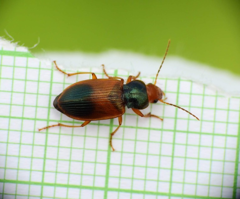 Diachromus germanus - német tarkafutó