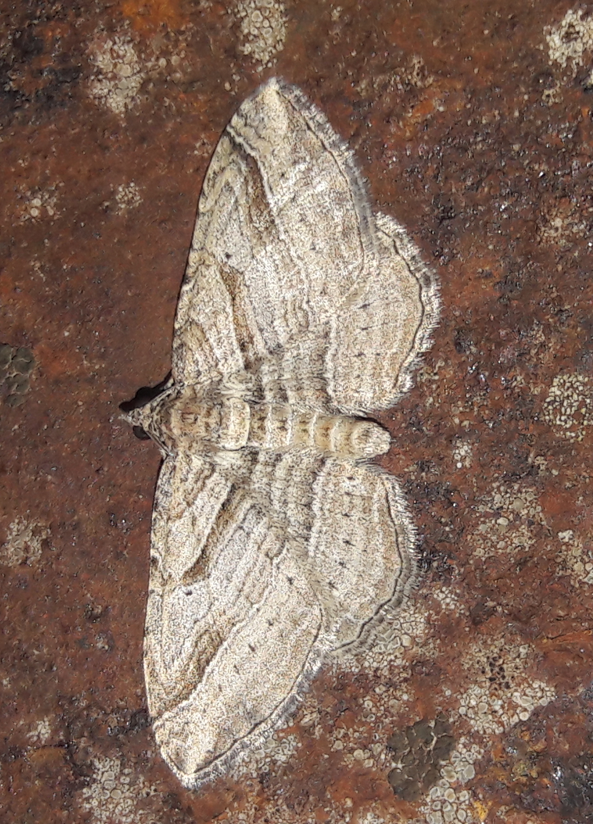 Costaconvexa polygrammata - soksávú araszoló
