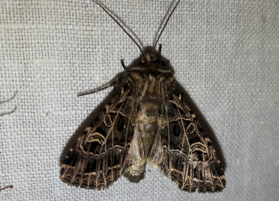 Heliophobus reticulata - fehéreres kertibagoly