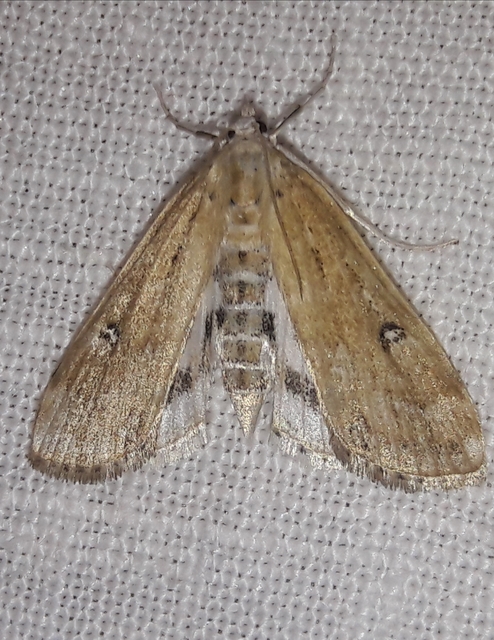 Parapoynx stratiotata - közönséges vízimoly