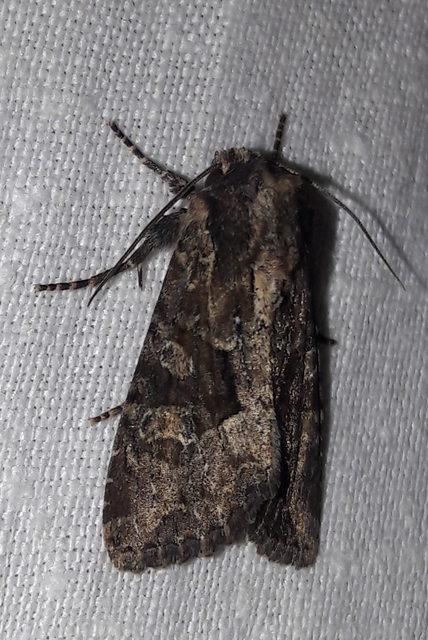 Apamea remissa - erdei dudvabagoly