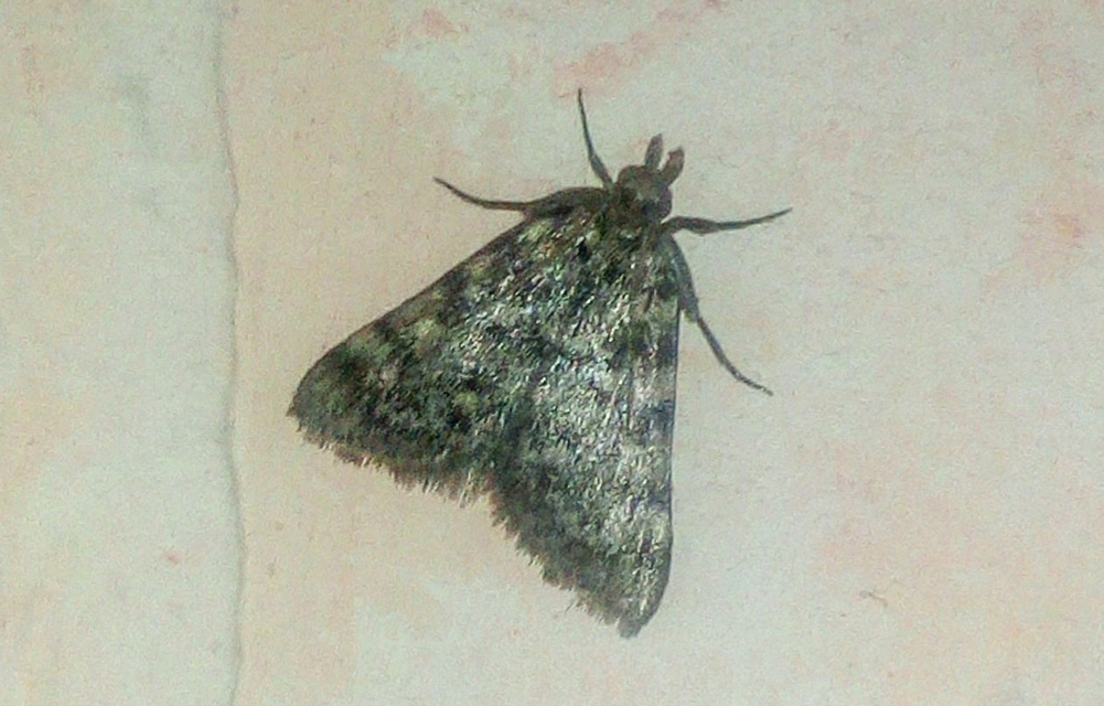 Aglossa pinguinalis - zsiradékmoly