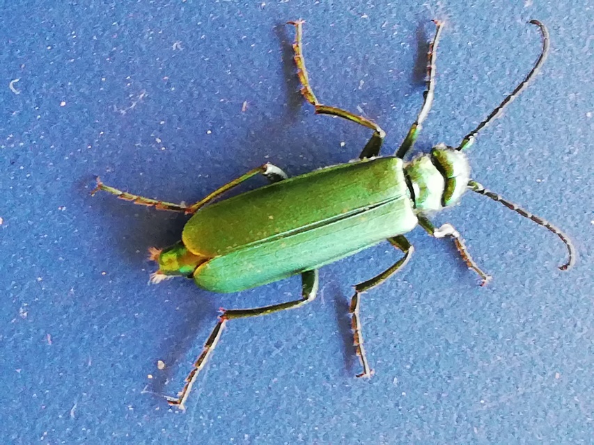 Lytta vesicatoria - kőrisbogár